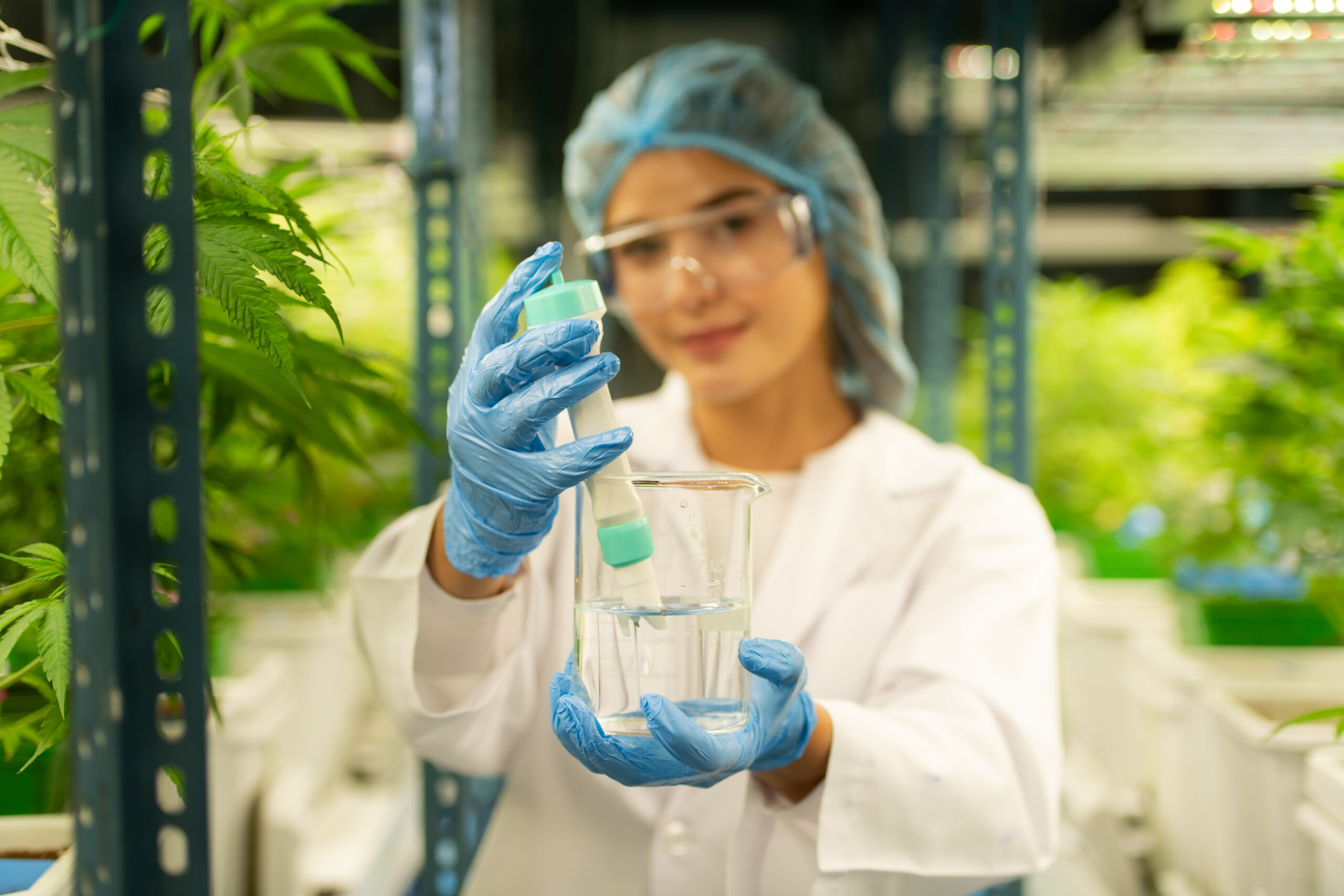 Comment est fait le CBD ?