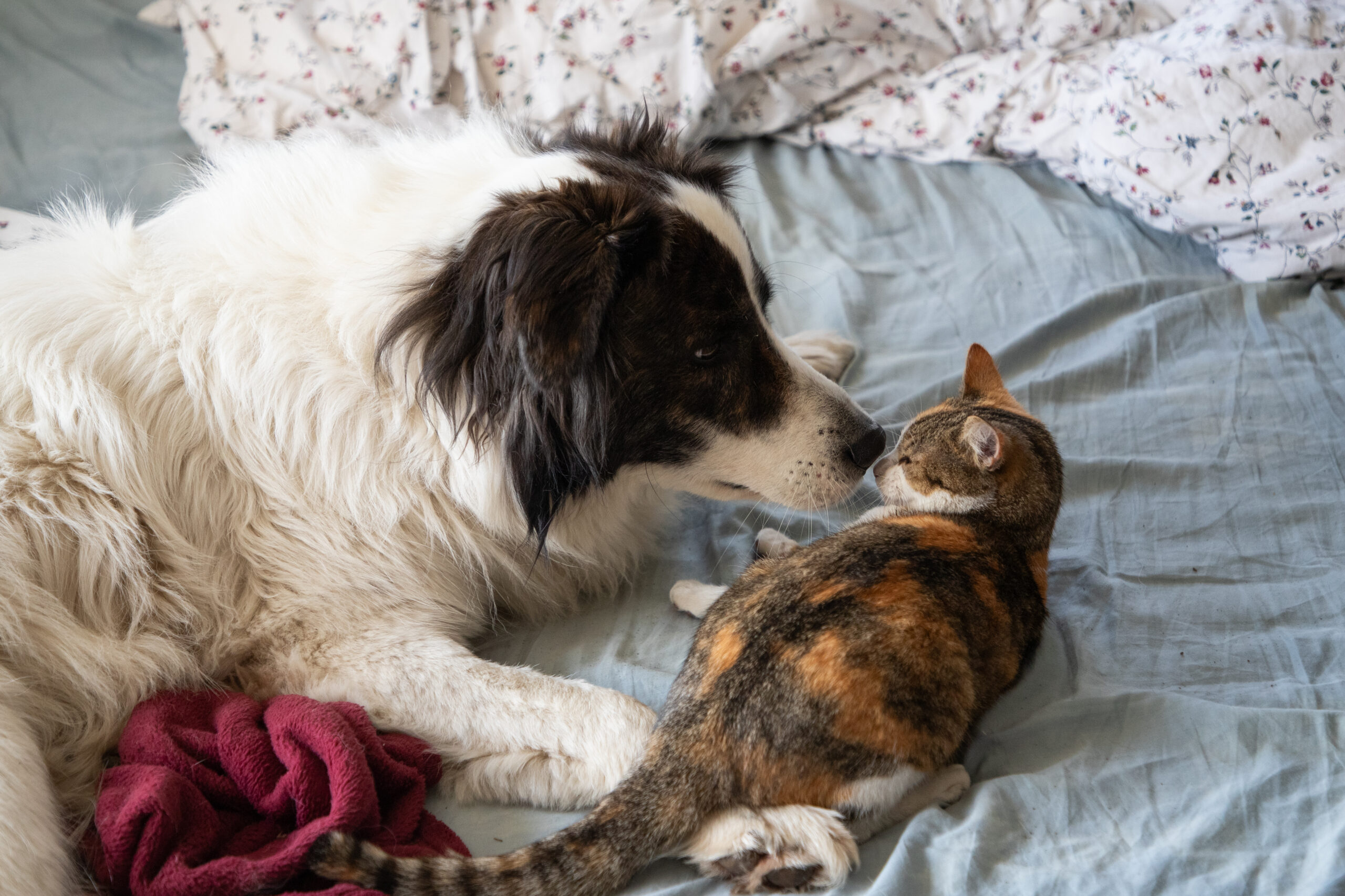 Jouets pour chats et chiens : ceux qu'il vaut mieux éviter